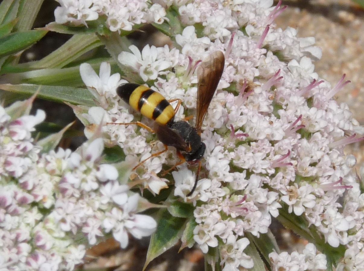 Stizoides crassicornis (Crabronidae)